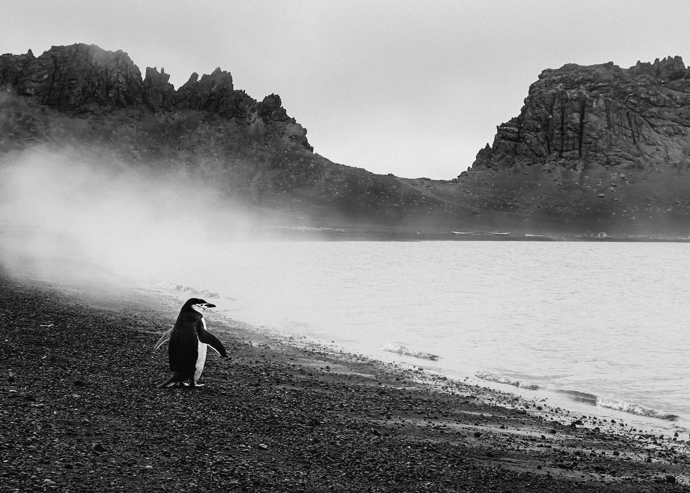 A chinstrap penguin on a black-sand beach in drifting steam